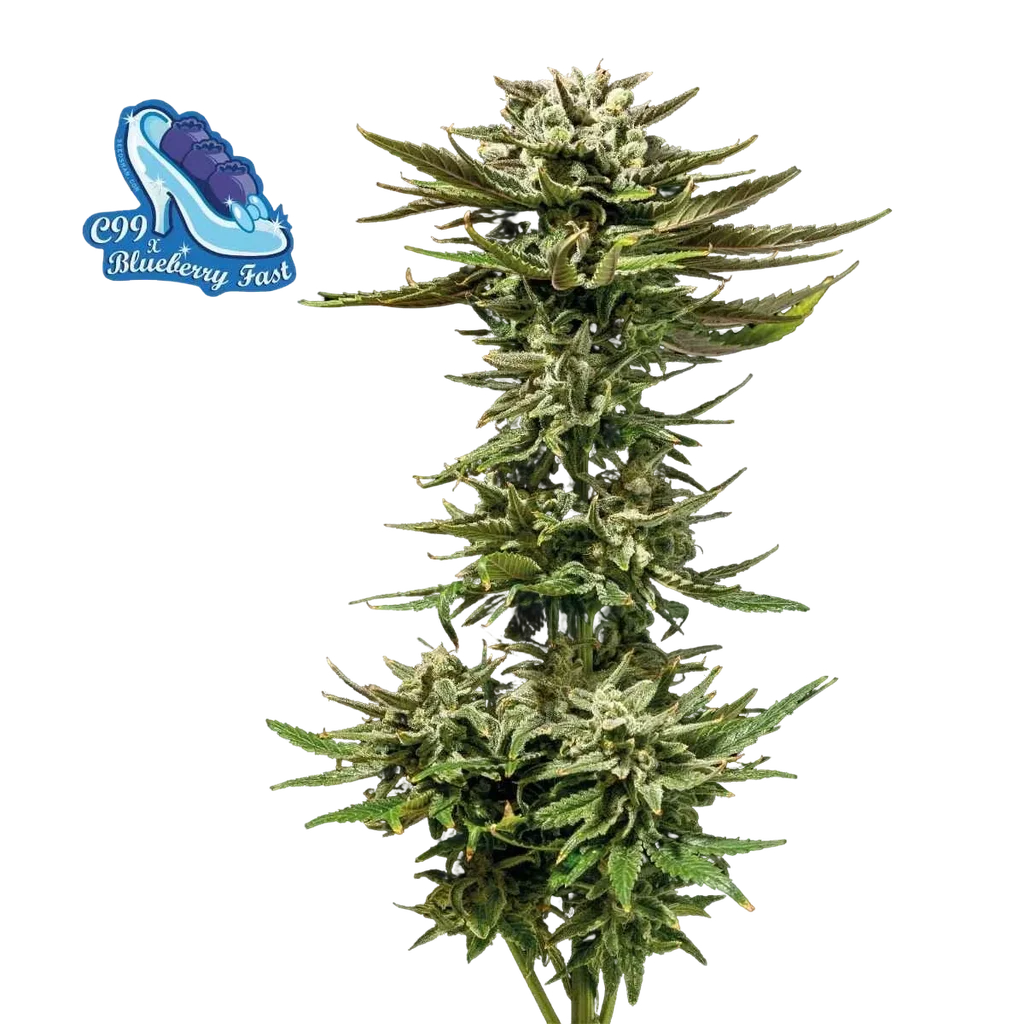 C99 x Blueberry Fast | PHOTOFEM | Seedsman