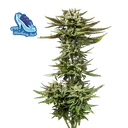 C99 x Blueberry Fast | PHOTOFEM | Seedsman