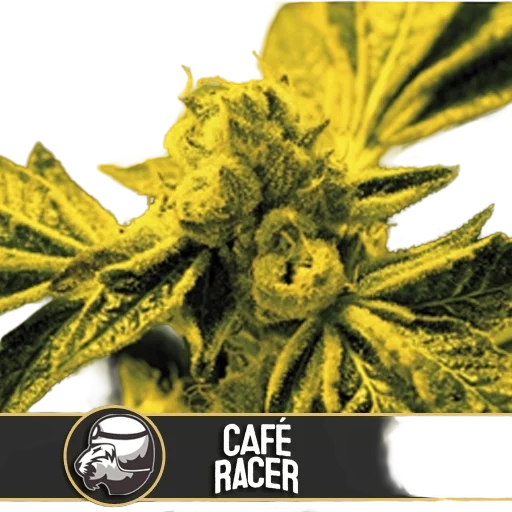 Café Racer | PHOTOFEM | Blimburn Seeds