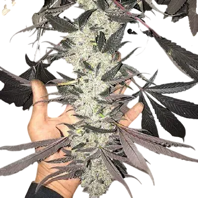 Cakes N Cream | PHOTOFEM | In House Genetics