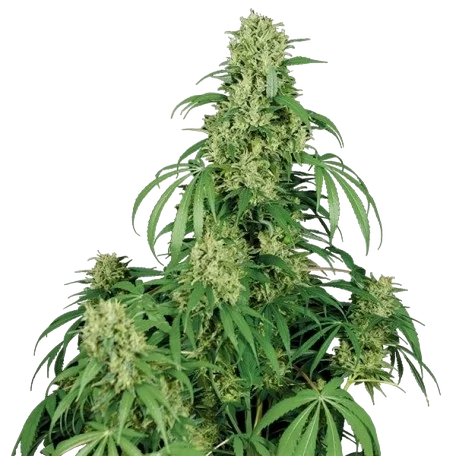 Calamity Jane Auto