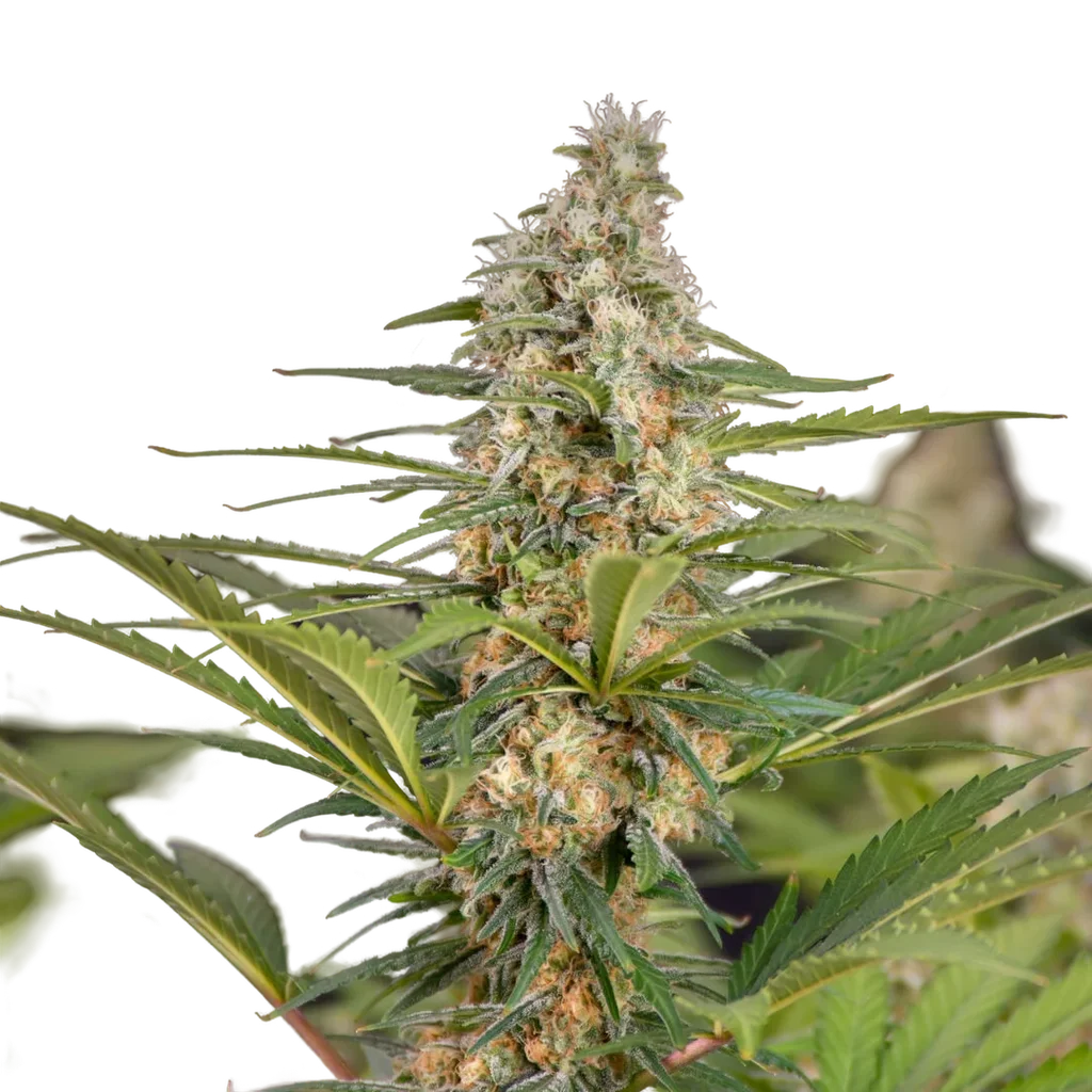 Cali Crasher | PHOTOFEM | Doctors Choice