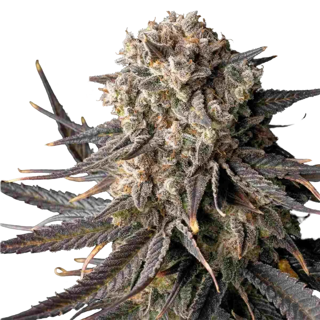 Cali Critical Mass – Produktansicht