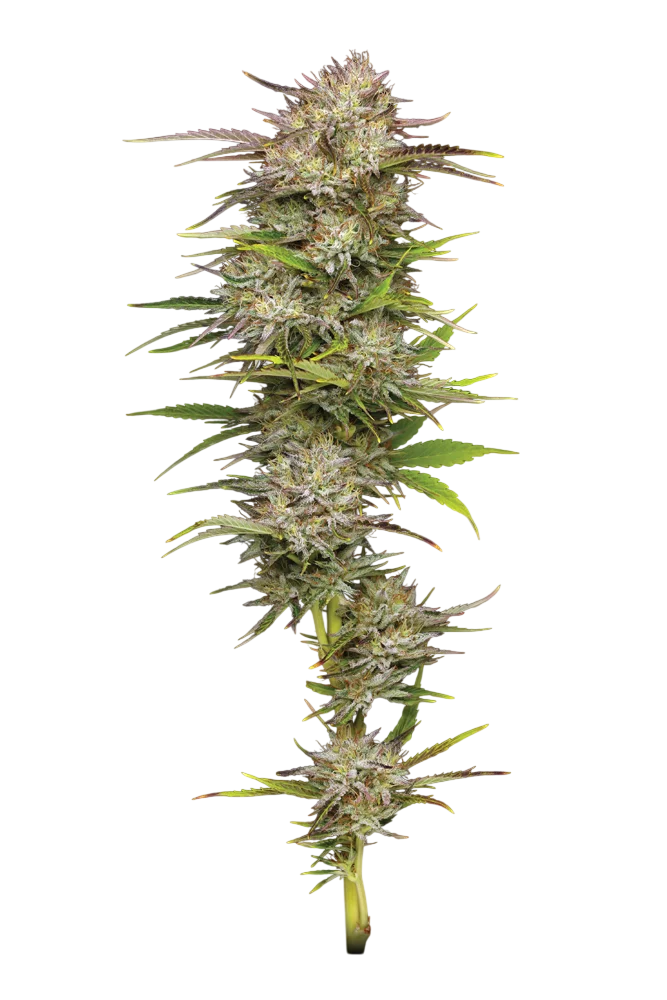 California Haze | PHOTOFEM | Humboldt Seed Co.
