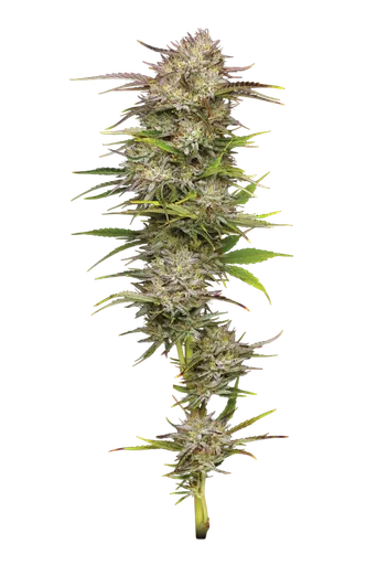 California Haze