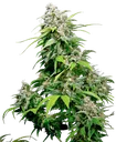 California Indica | PHOTOFEM | Sensi Seeds