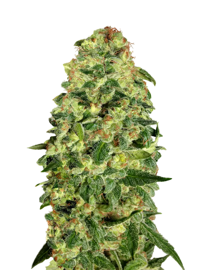 California Kush Auto | AUTOFEM | 00 Seeds