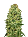 California Kush Auto | AUTOFEM | 00 Seeds