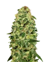 California Kush Auto | AUTOFEM | 00 Seeds