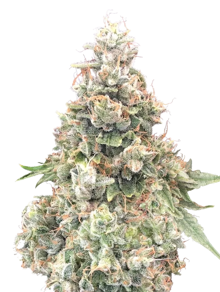 California Kush FAST – Produktansicht