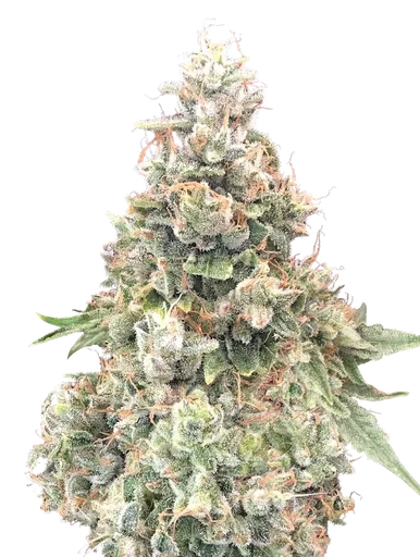 California Kush FAST | PHOTOFEM | 00 Seeds