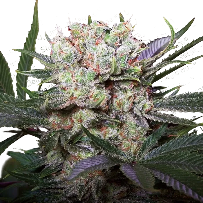 Californian Gold | PHOTOFEM | Paradise Seeds