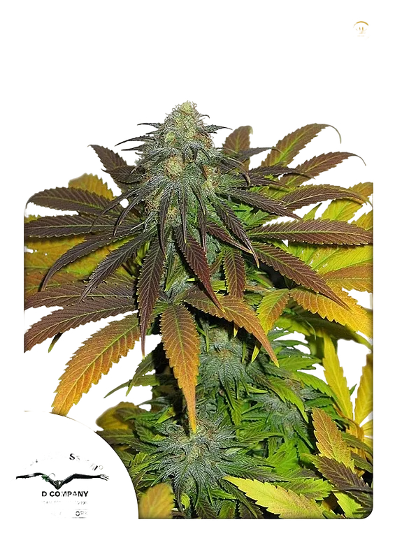 Californian Orange | PHOTOFEM | Dutch Passion