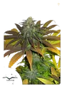 Californian Orange | PHOTOFEM | Dutch Passion