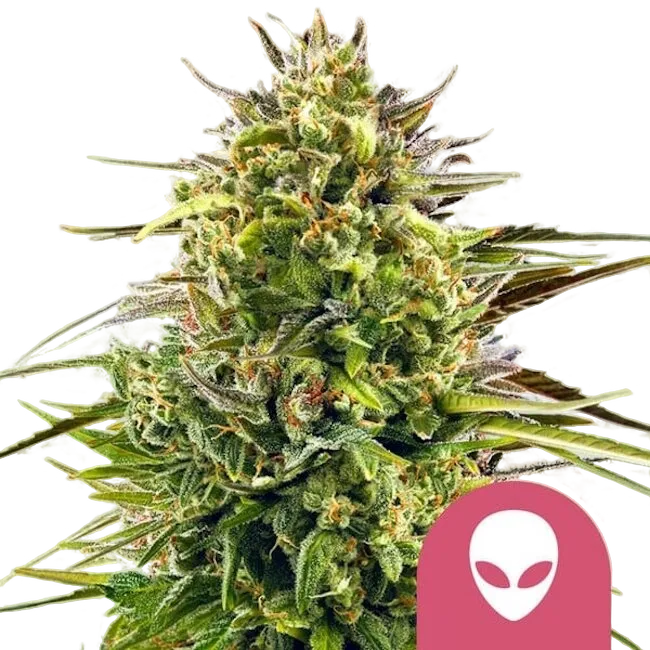 Alien OG | PHOTOFEM | Royal Queen Seeds