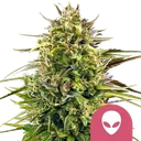 Alien OG | PHOTOFEM | Royal Queen Seeds