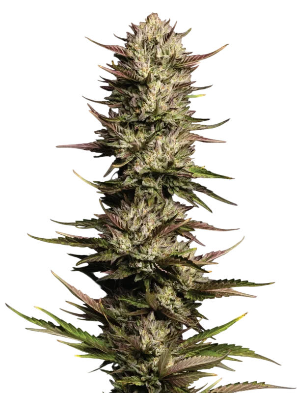 California Octane | PHOTOFEM | Humboldt Seed Co.
