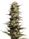 California Octane | PHOTOFEM | Humboldt Seed Co.