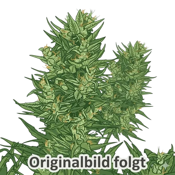 California Sour Diesel Auto | AUTOFEM | Humboldt Seed Co.