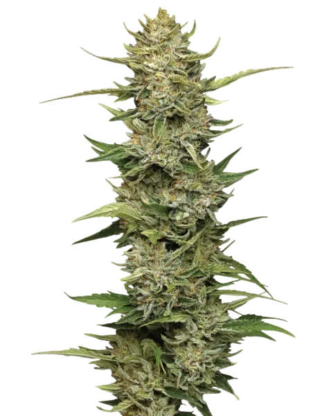 California Sour Diesel Auto | AUTOFEM | Humboldt Seed Co.