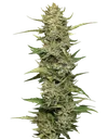 California Sour Diesel Auto | AUTOFEM | Humboldt Seed Co.