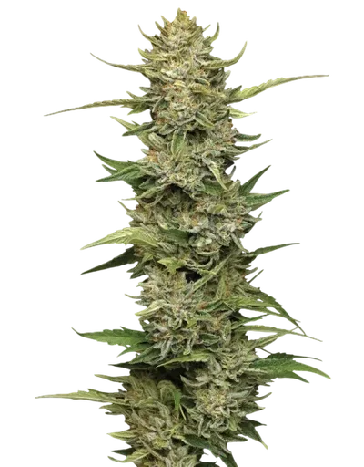 Cali Sour Diesel