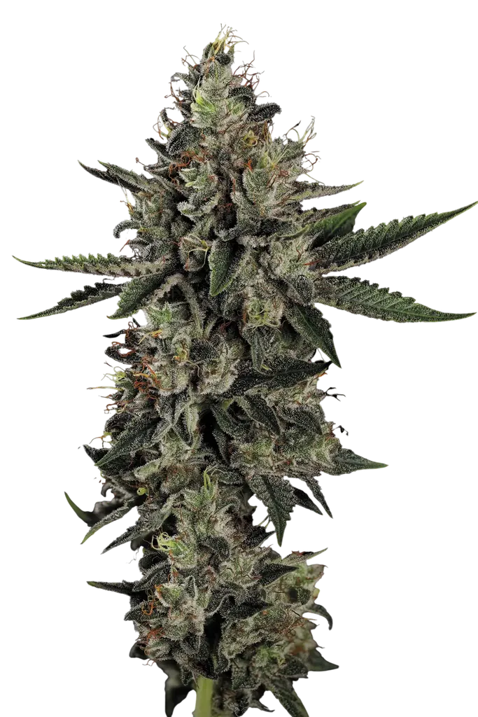 Candy Breath | PHOTOFEM | Paradise Seeds