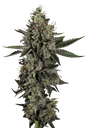 Candy Breath | PHOTOFEM | Paradise Seeds
