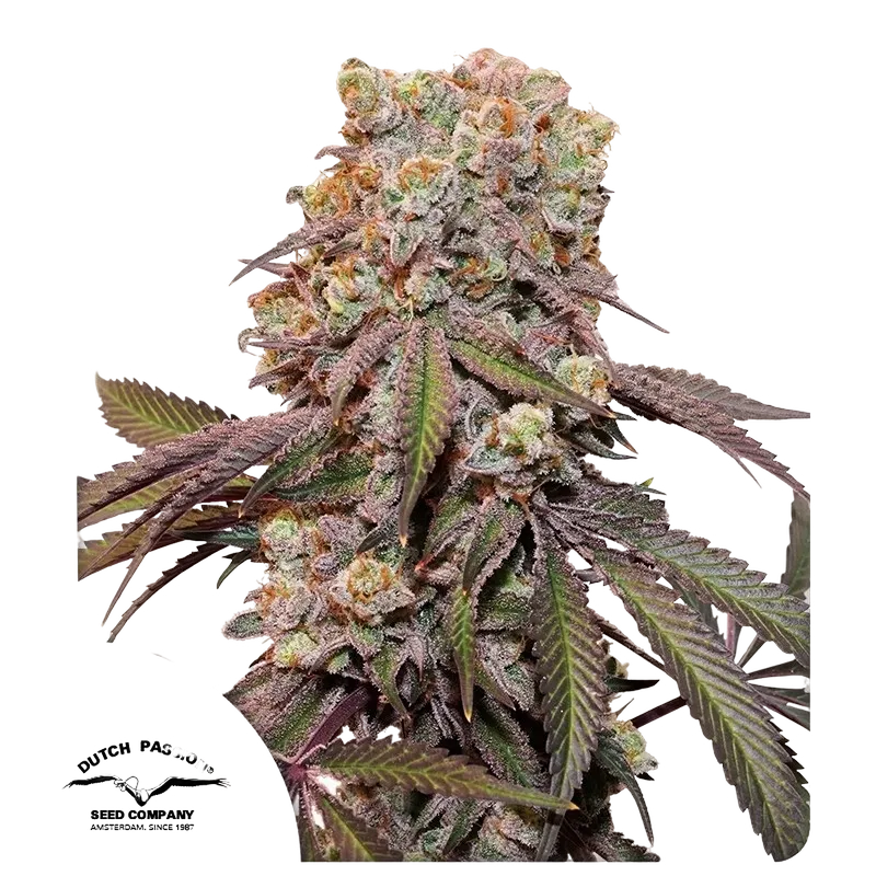 Candy Bubatz XL Auto | AUTOFEM | Dutch Passion