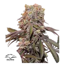 Candy Bubatz XL Auto | AUTOFEM | Dutch Passion