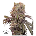 Candy Bubatz XL Auto | AUTOFEM | Dutch Passion