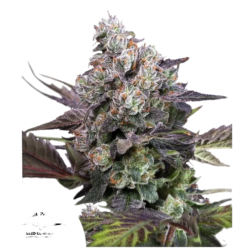 Candy Bubatz XL | PHOTOFEM | Dutch Passion