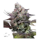 Candy Bubatz XL | PHOTOFEM | Dutch Passion