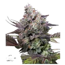 Candy Bubatz XL | PHOTOFEM | Dutch Passion