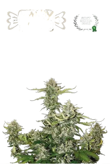 Candy Dawg Auto | AUTOFEM | Seedstockers
