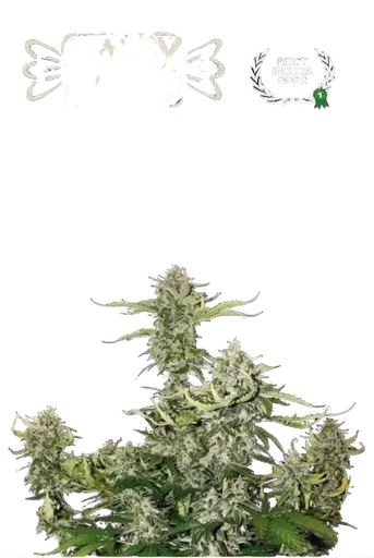 Candy Dawg Auto