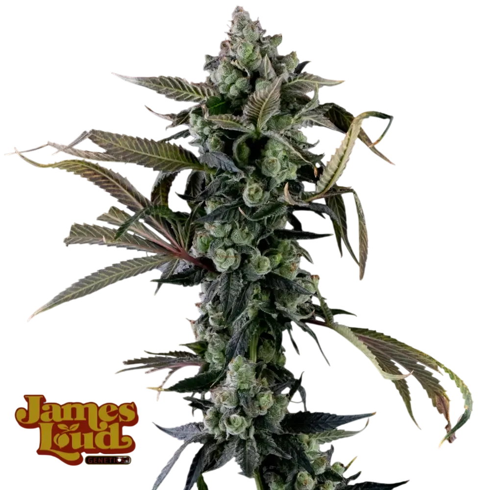 Candy Island | PHOTOFEM | James Loud Genetics