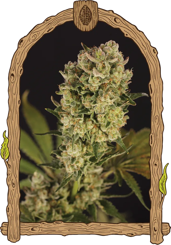 Candy Jungle Auto | AUTOFEM | Exotic Seed