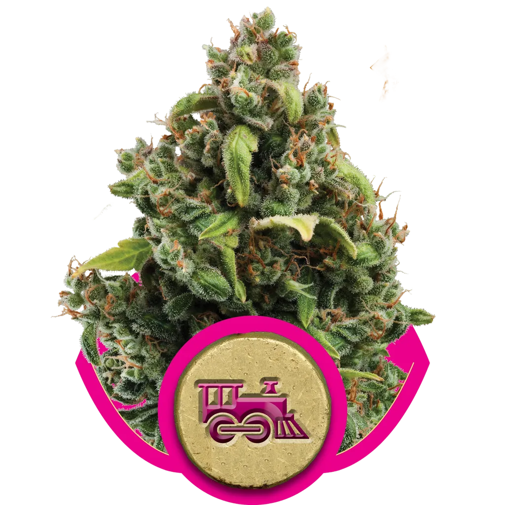 Candy Kush Express FAST | PHOTOFEM | Royal Queen Seeds
