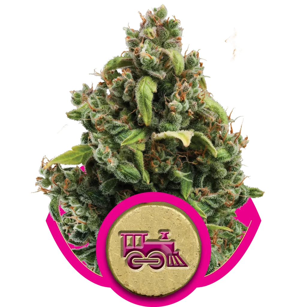 Candy Kush Express FAST | PHOTOFEM | Royal Queen Seeds