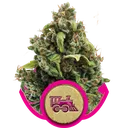 Candy Kush Express FAST | PHOTOFEM | Royal Queen Seeds
