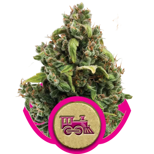 Candy Kush Express FAST | PHOTOFEM | Royal Queen Seeds
