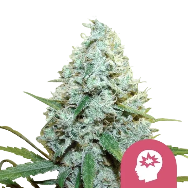 AMG (Amnesia Mac Ganja) | PHOTOFEM | Royal Queen Seeds
