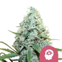 AMG (Amnesia Mac Ganja) | PHOTOFEM | Royal Queen Seeds