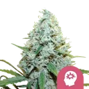 AMG (Amnesia Mac Ganja) | PHOTOFEM | Royal Queen Seeds