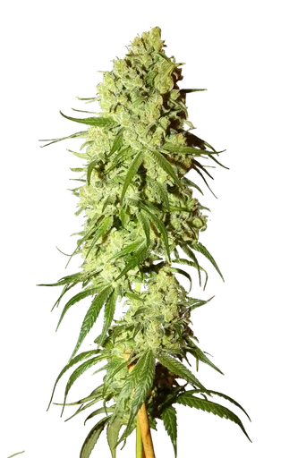 Cannatonic