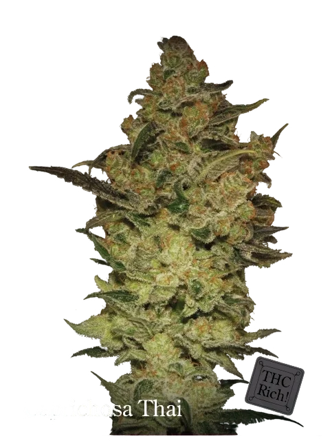 Caprichosa Thai | PHOTOFEM | Elite Seeds