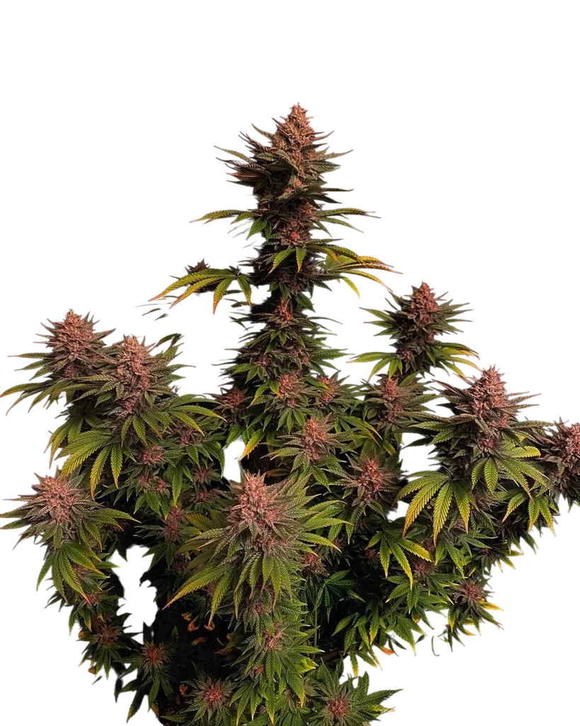 Purple Lemonade FAST | PHOTOFEM | Fast Buds