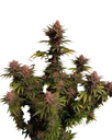 Purple Lemonade FAST | PHOTOFEM | Fast Buds