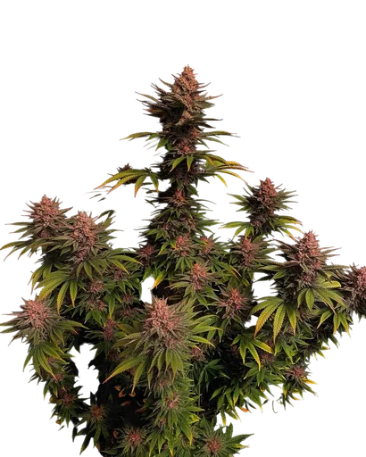 Purple Lemonade FAST | PHOTOFEM | Fast Buds